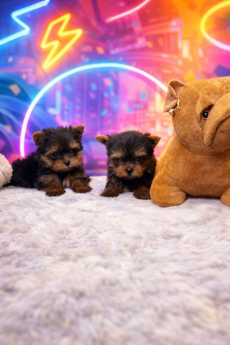 Йоркширский терьер мини