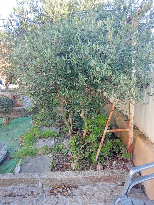 Oliveiras de jardim