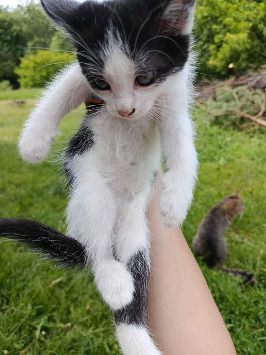 Котики шукають своїх господарів, віддам в добрі руки