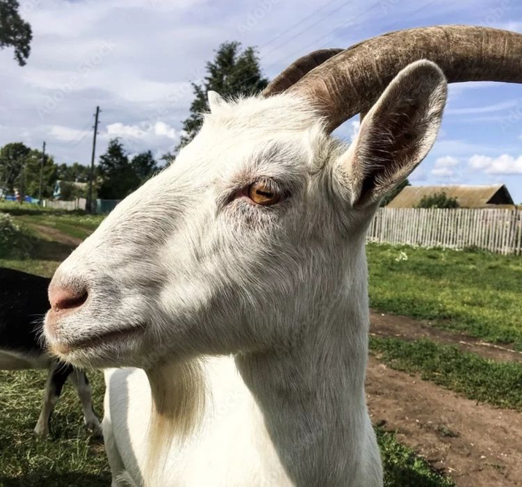 Продам коз на молоко, есть котные  козы на молоко, много коз