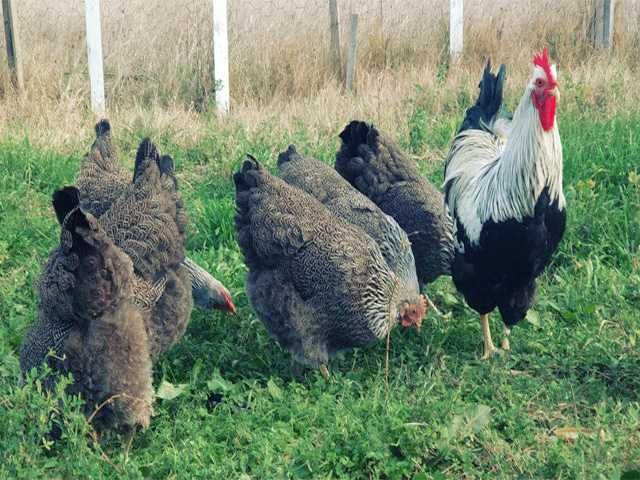 Яйцо на інкубацію курей Плімутрок смугастий, срібло.