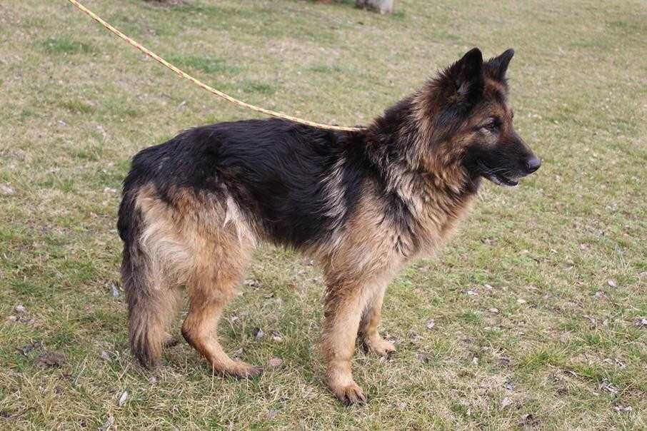 095505 Żania do adopcji