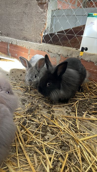 Coelhos para criacao ou consumo