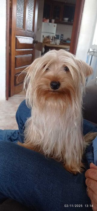 Yorkshire terrier femea linda
