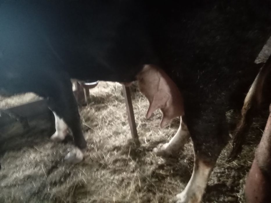 Продам добру молоду корову