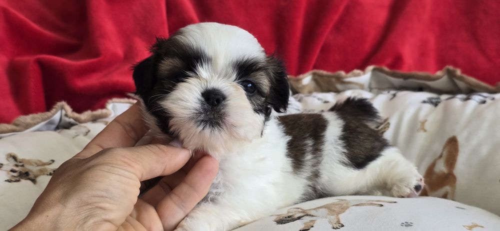 Shih tzu szczeniaczek