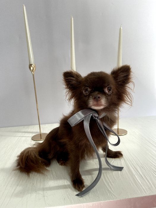 VIP Чіхуахуа дівчинка-гарнюня