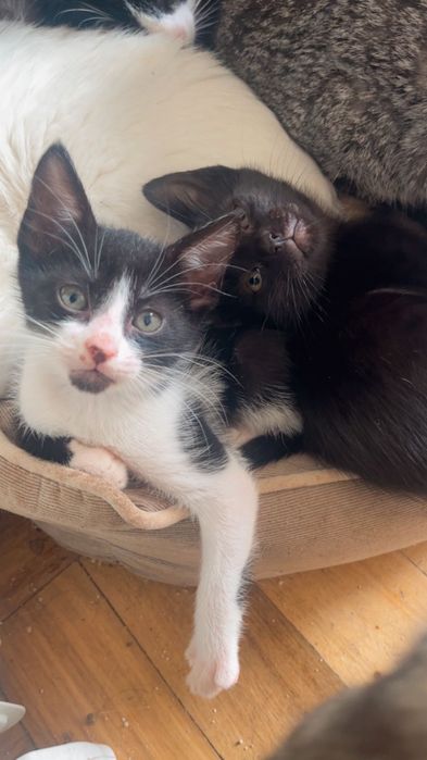 Gatinhos adoção responsável