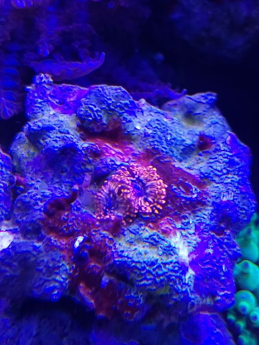 Zoanthus  premium fluo pomarańczowe