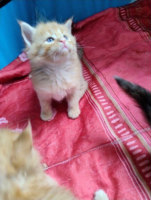 Мейн кун кошенята, 1 місяць