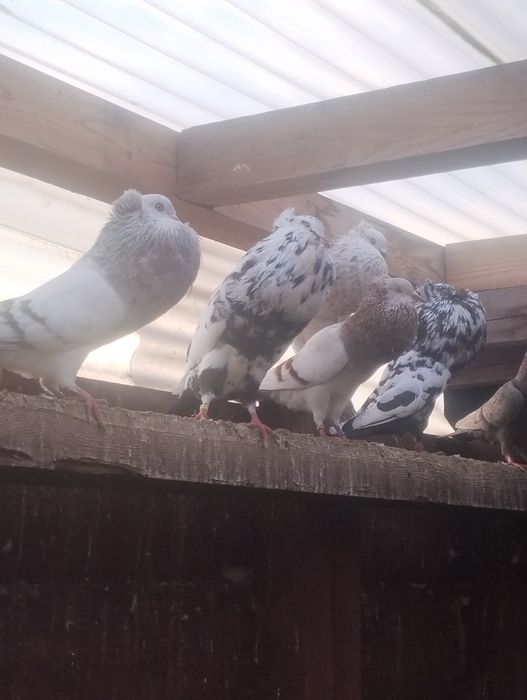 Garlacze garlacz sztaficery gołębie ozdobne