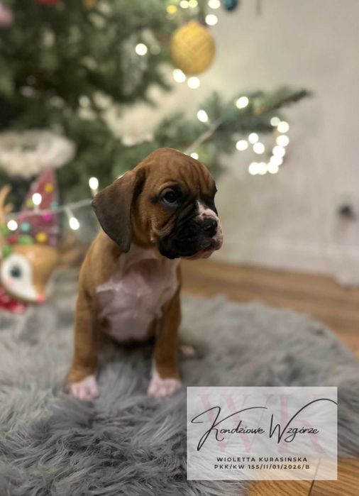 Śliczna sunia bokser