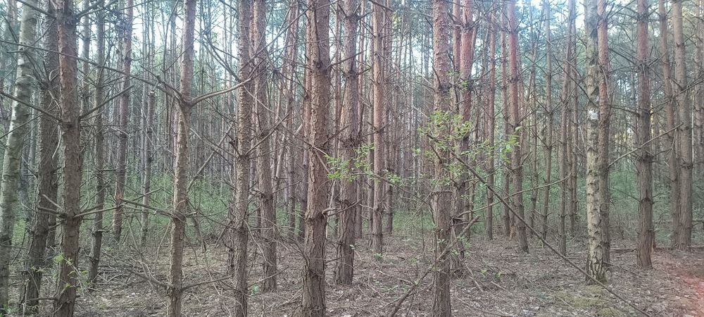 Sprzedam las 0.34/ha