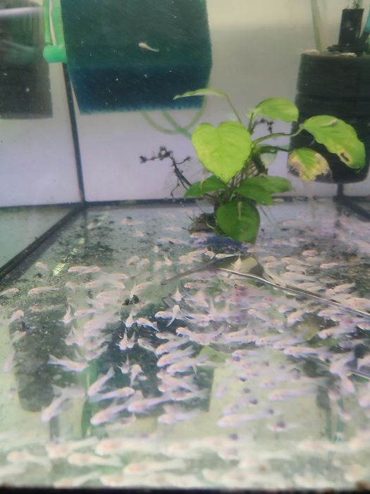 Ancistrus L-144 Snow White