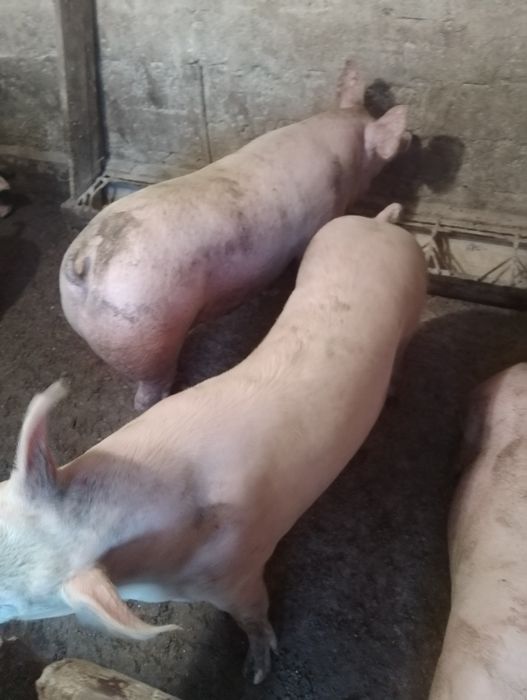 Продам домашню свинину ,також поросята