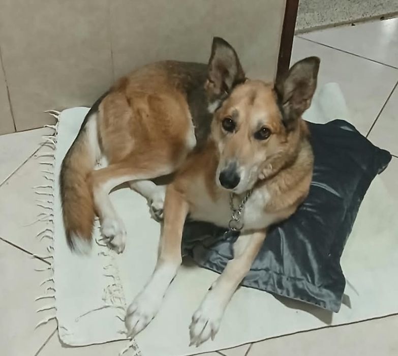 Cadela para adoção [Luna]