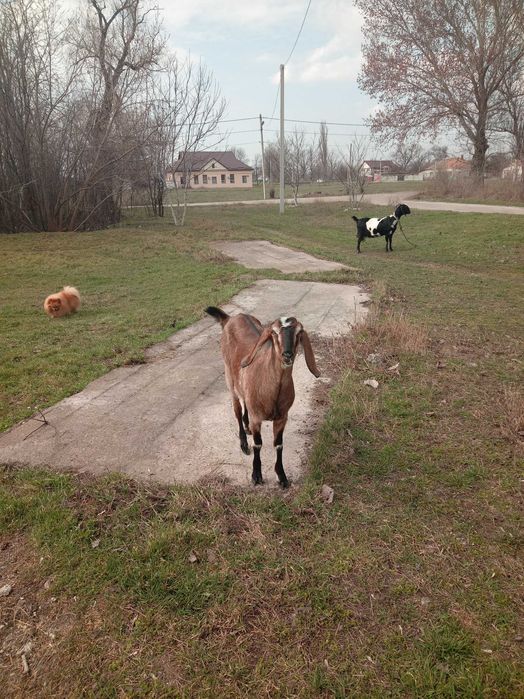 Продаються кози 2500 грн.