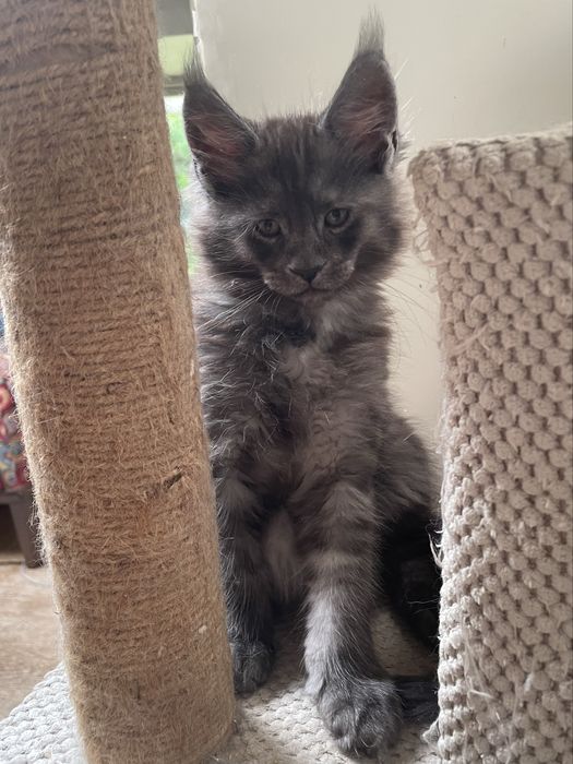 Kocurek Maine Coon