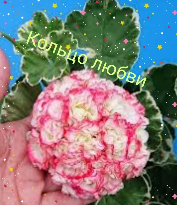 Пестролистная пеларгония.