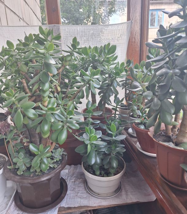 Красула, товстянка,  грошове дерево