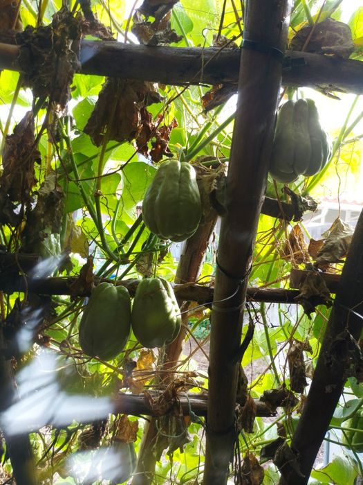 100 kg  chuchus caseiros biogicos legume muito bom para a saúde