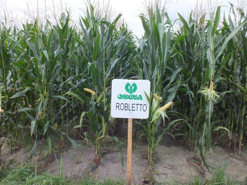 Nasiona kukurydzy ROBLETO kiszonka FAO 240 (80 tys.)