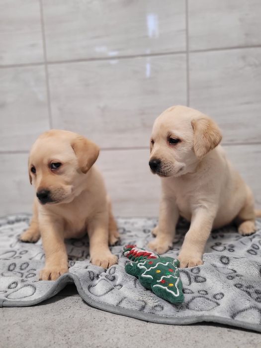 Labrador retriever szczeniak