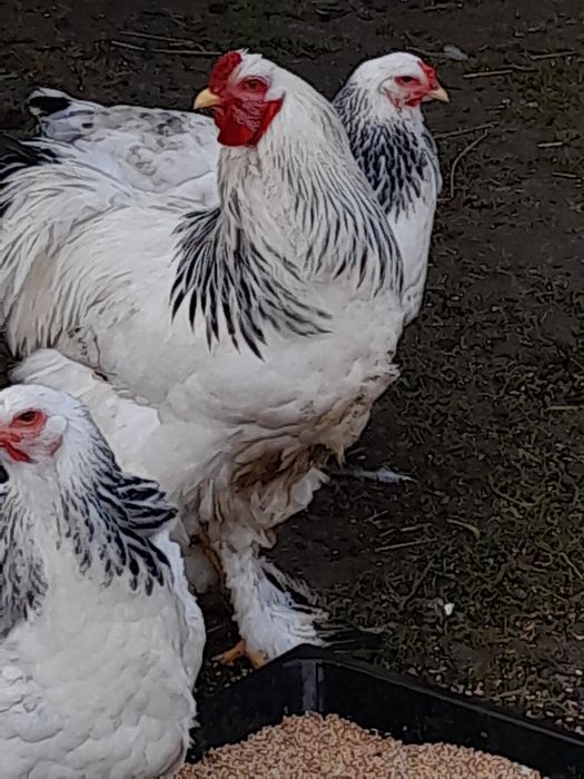 Jaja legowe brahmy olbrzymiej