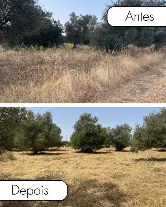 Remoção de monos, Limpezas de terrenos  e muito mais!