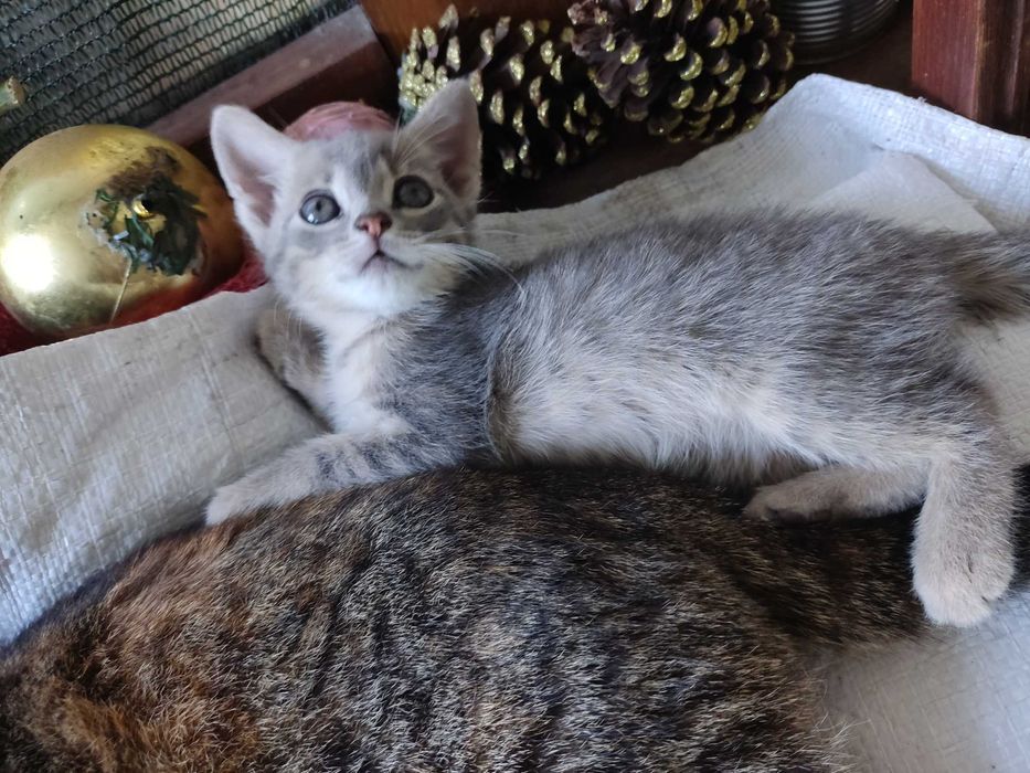Котята -Черный и Пепельный   ж м Фрунзенский