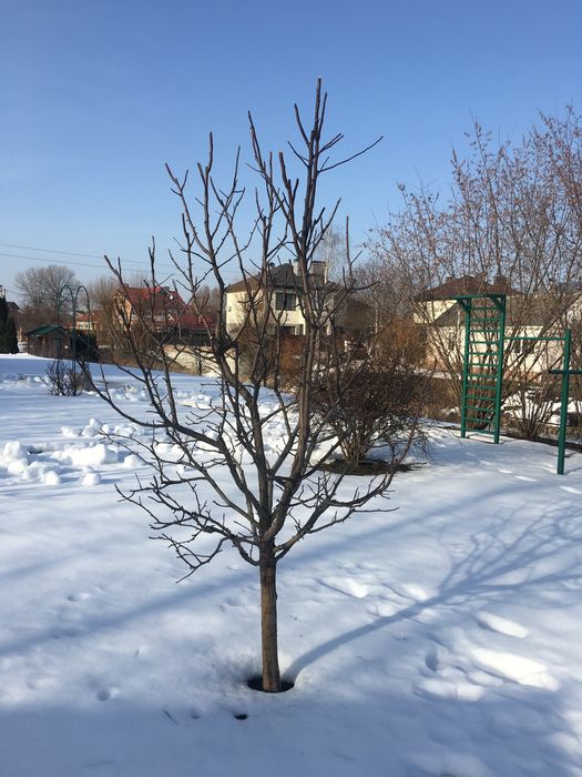 Садівник. Догляд за садом. Житомирська та Київська обл.