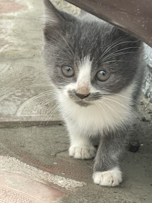 Віддам кошенят в хороші руки