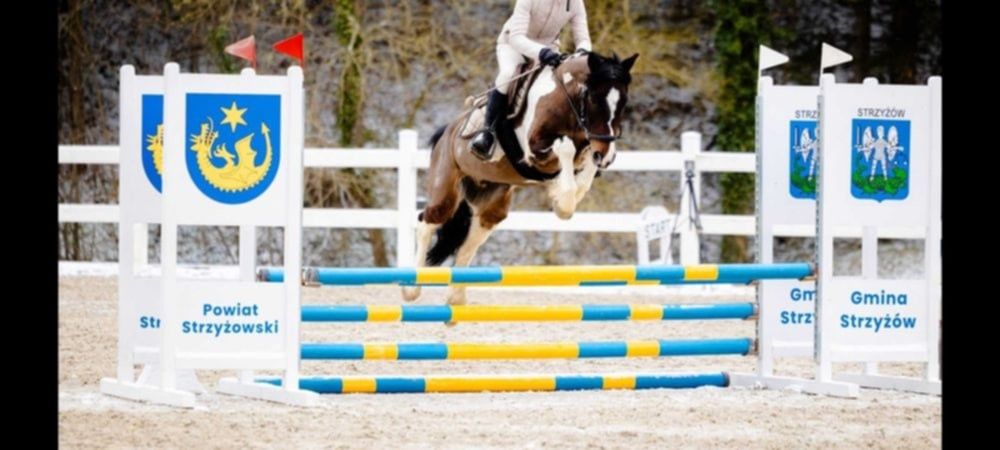 Sportowy kuc do skoków