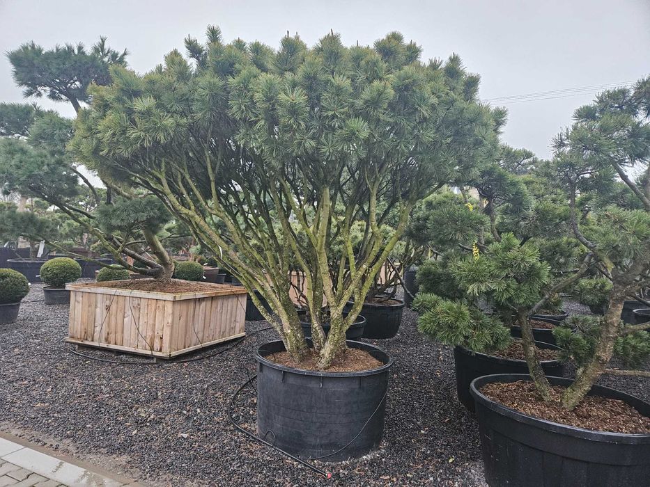 Duże drzewa do 5m Sosna Świerk Jodła Liściaste Dostawa sadzenie