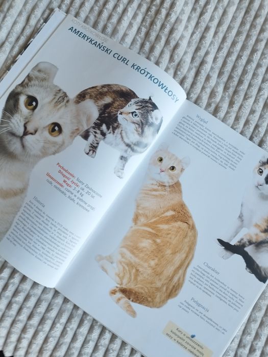 Koty rasy z całego świata