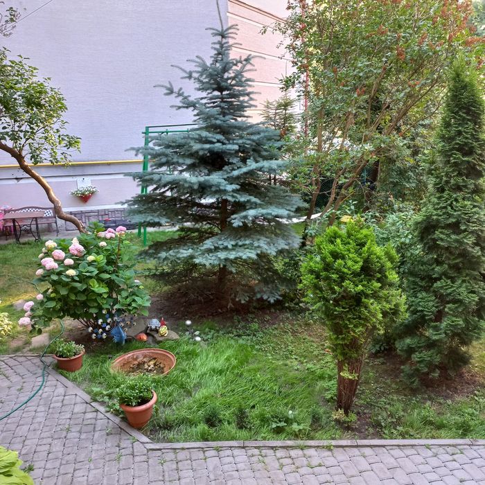 Голуба ялинка 4м самовивіз