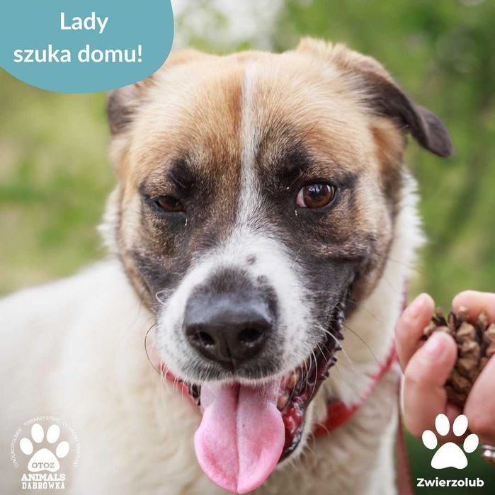 Lady szuka kochającego domu!