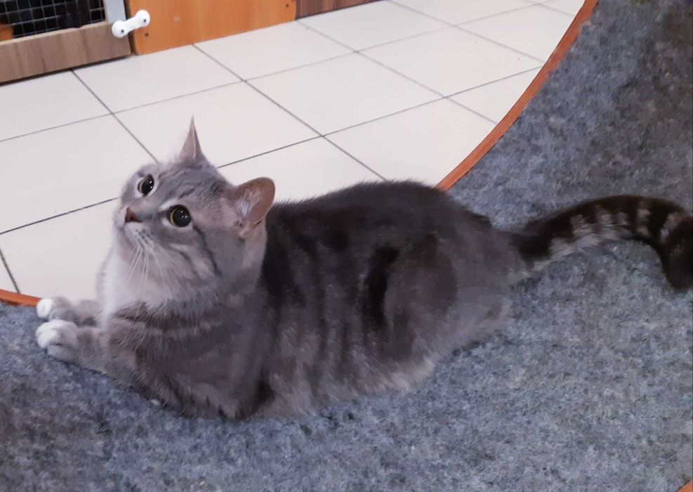 Кошечка Гайка Ищет дом