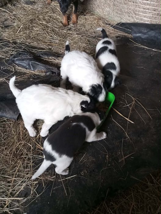 Oddam pieski w dobre ręce Podhale