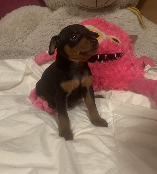 Маля цвергпінчеря