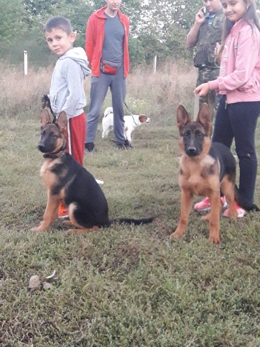 Немецкие овчарки