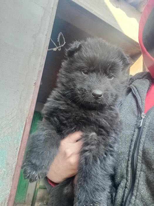 Цуценят німецької вівчарки