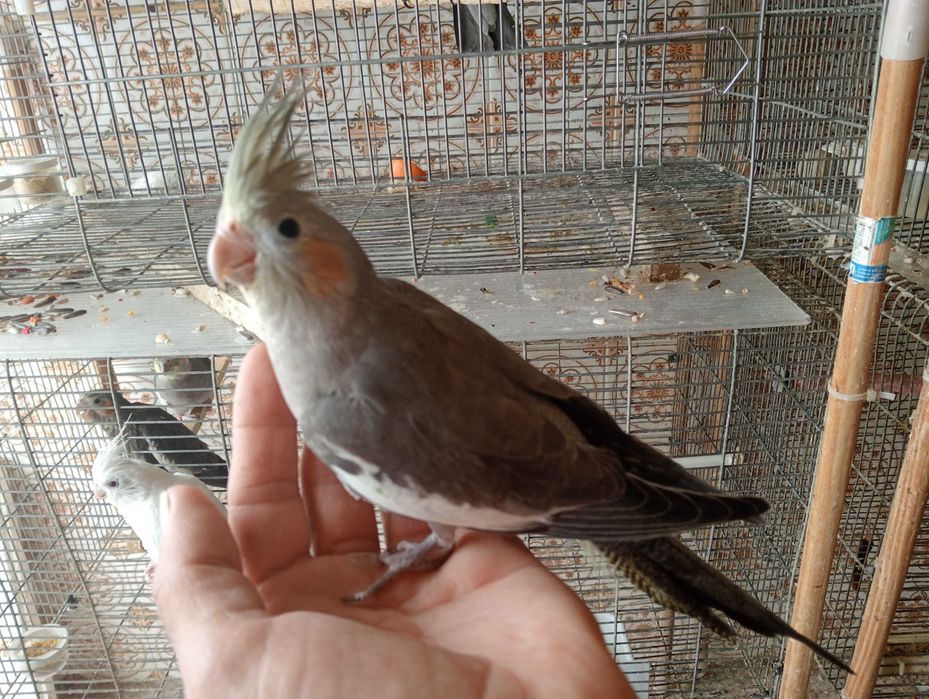 Caturras criadas a mao ou para criar