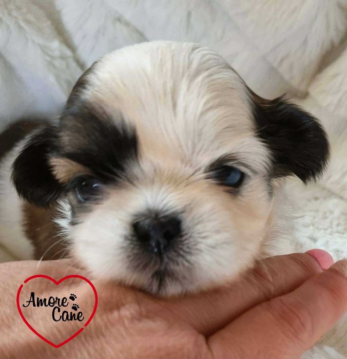 Śliczny piesek shih tzu-JACK.