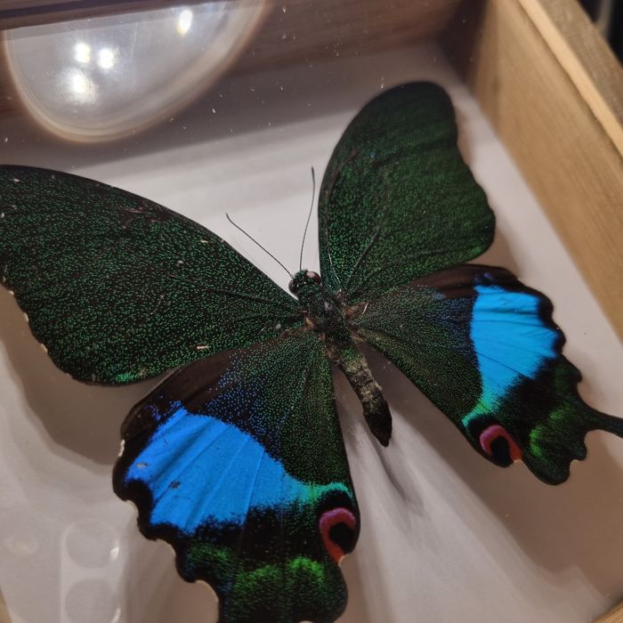 MOTYL SPREPAROWANY - Papilio karna karna, samiec
