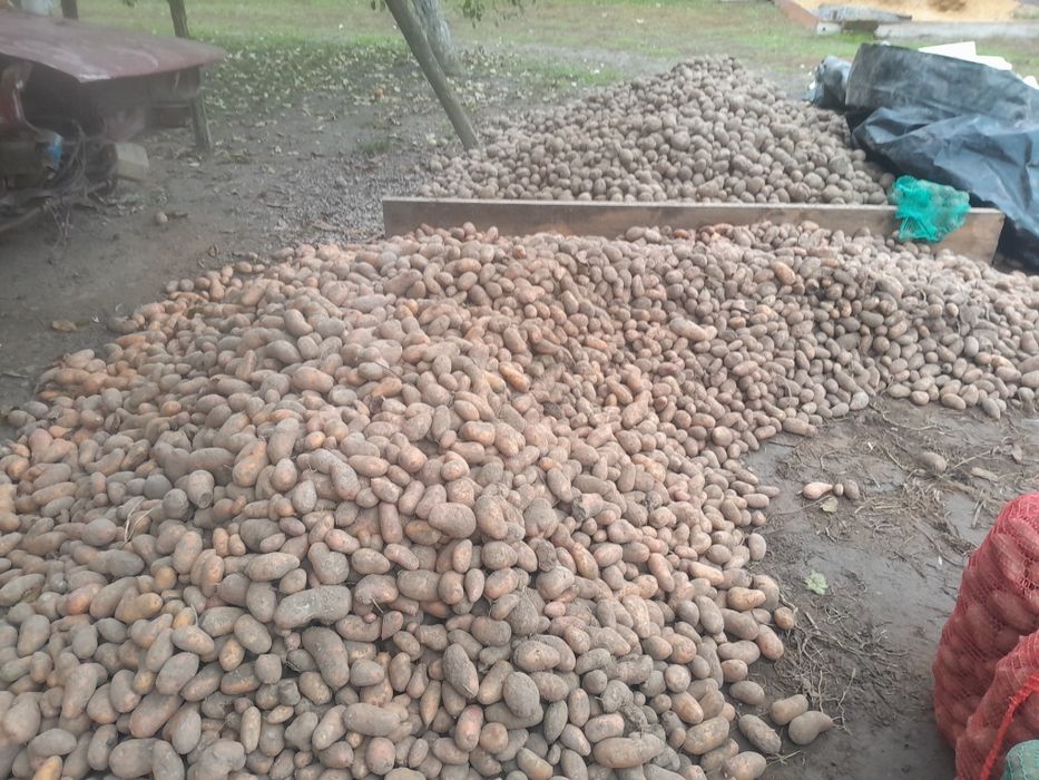 картопля велика та насіннева сортів Лабелла,Фея,Містерія,Забава