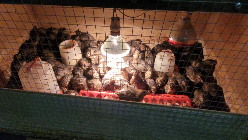 Przepiórka japonska młode  26.02