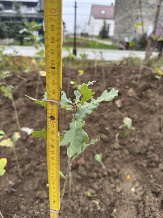 Sadzonki, rossada dębu