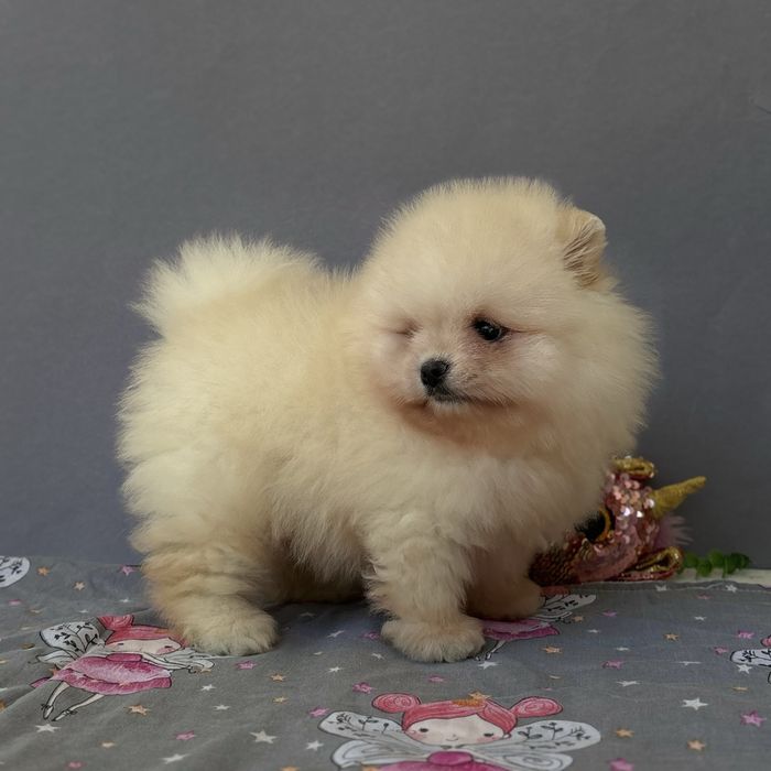 чудовий ведмедик шоу классу