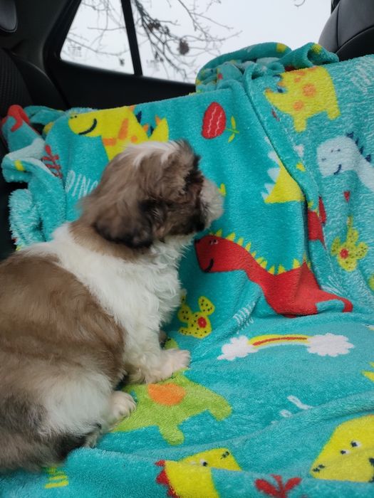 Shihtzu wesoły maluszek